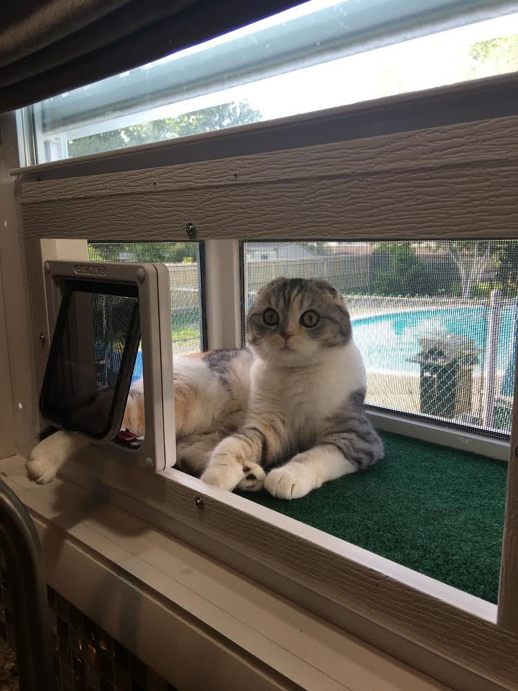 Outdoor cat outlet window box